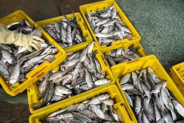 Fishes in Tac Cau fishing port, Me Kong delta province of Kien Giang, south of Vietnam