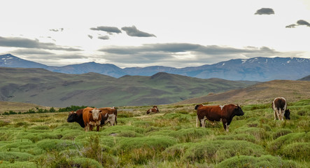 Fototapeta na wymiar A small herd of cattle grazing on the shores of Lake Nordenskjold in Chilean Patagonia