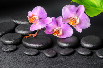 Fototapeta na wymiar lilac orchid (phalaenopsis), zen stones