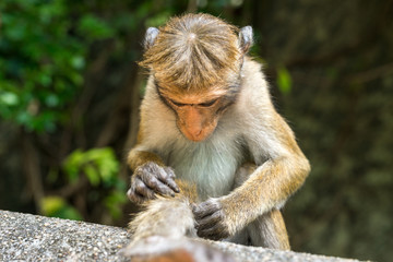 Single toque macaque in the area of the Dambulla cave temple in Sri Lanka