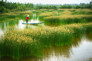 Mekong delta landscape with Vietnamese woman rowing boat on Nang - type of rush tree field, South...