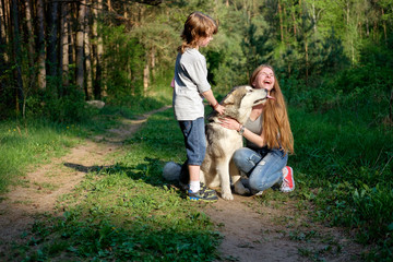 Naklejka na ściany i meble young mother and her son with their dog malamute on a walk in the forest