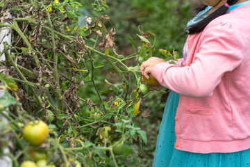 Little girl hands picking tomatoes in a cultivated land field closeup