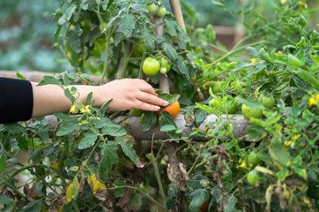 Woman hands picking tomatoes in a cultivated land field closeup