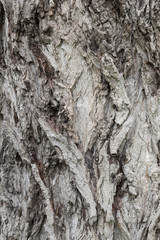 ポプラの木の樹皮 / テクスチャ素材