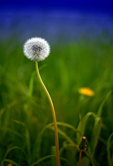 Dandelion on a blurred background on a meadow
