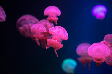 Small jellyfishes swimming