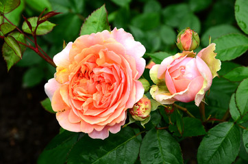 Rose, Edelrose, Chippendale