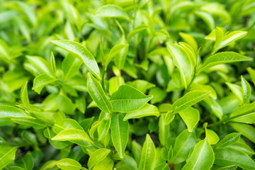 Green tea leaves in a tea plantation in morning
