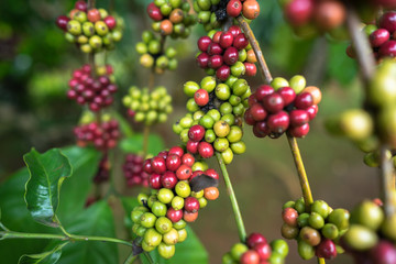 Coffee beans on tree