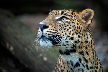 Obraz premium Lampart cejloński, Panthera pardus kotiya, kot wielkolistny