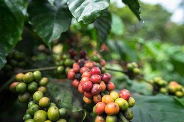 Coffee beans on tree
