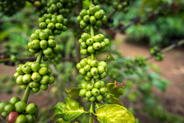 Green coffee beans on tree