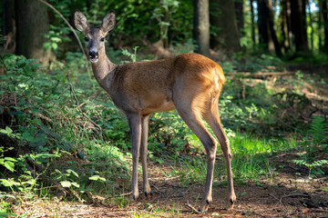 Naklejka na ściany i meble Roe deer in forest, Capreolus capreolus. Wild roe deer in nature.