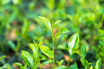 Green tea leaves in a tea plantation in morning