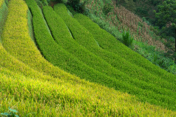 Rice fields on terraced of Mu Cang Chai, Yen Bai, Vietnam