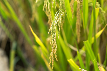 Rice fields on terraced of Mu Cang Chai, Yen Bai, Vietnam