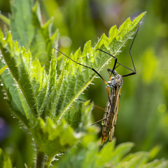 crane fly, Tipulidae. Mosquito in the grass outdoors. macro . 