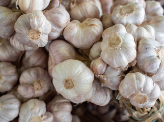 Garlic