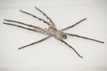 rain spider