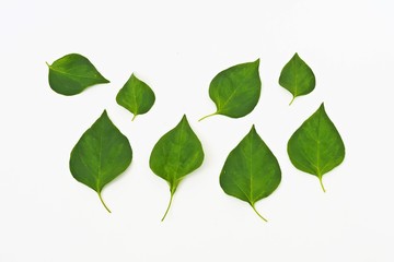 leaf on white background