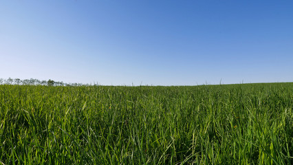 北海道風景　牧草地