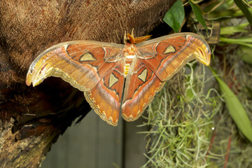 Beautiful big tropical butterflies. Giant Atlas Moth. Attacus atlas.