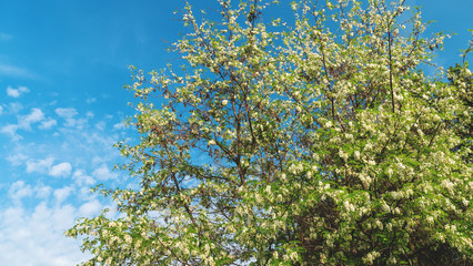 Robinia pseudoacacia or false acacia with blooming white flowers in spring time, green tree locust