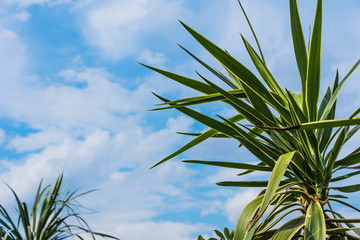 Leaves of palm trees against the sky with clouds view from below - copy space