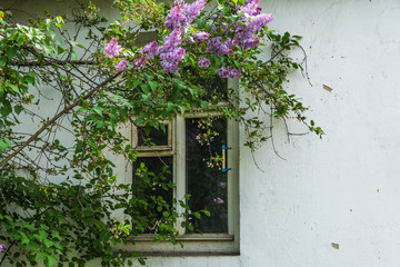 Lilacs near the village house - idyllic rustic picture