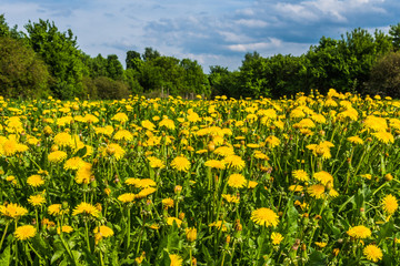 Field of yellow dandelions, trees and sky with clouds in the background - beautiful spring landscape
