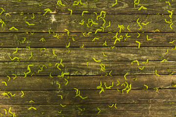 Old wooden surface of boards with tree seeds - beautiful vintage background