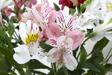 blooming flowers peruvian lily