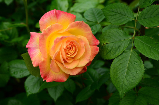 Rose, Edelrose, Beetrose Gartenspa&szlig;