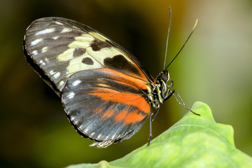  Closeup of a Piano Key butterfly ,heliconius melpomene , perching a green leaf. 