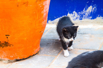 Black and white kitten on a narrow street in Essaouira near a large orange flower pot.
