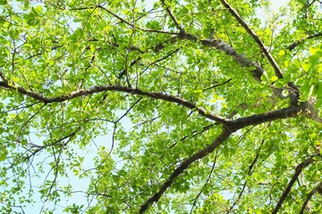 forest tree. nature green wood sunlight backgrounds.
