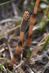 a horsetail - begin blooming / つぼみが開き始めの土筆(つくし)
