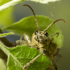 Rhagium inquisitor. Ribbed Pine Borer sitting in a green leaf. 