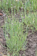 Flower blooms of chives and green leaves.