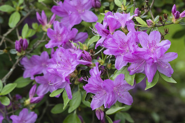 Purple azalea flowers on bushes.