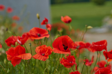 Red poppy flowers. Poppy flowers and blue sky in a field with bees and bumblebees