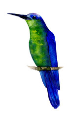 Hummingbird