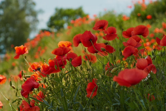 Red poppy flowers. Poppy flowers and blue sky in a field with bees and bumblebees