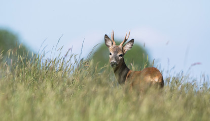 European Roe Deer, Roe Deer, Capreolus capreolus