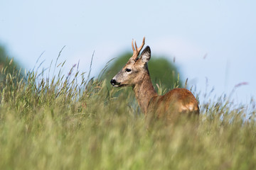 European Roe Deer, Roe Deer, Capreolus capreolus