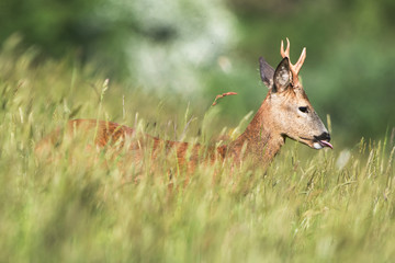 European Roe Deer, Roe Deer, Capreolus capreolus