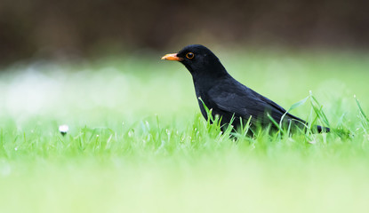 Blackbird, Turdus merula