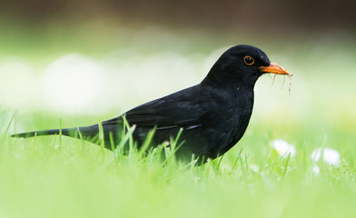 Blackbird, Turdus merula