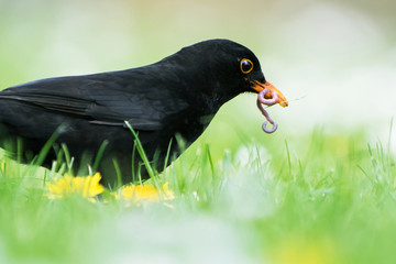 Blackbird, Turdus merula